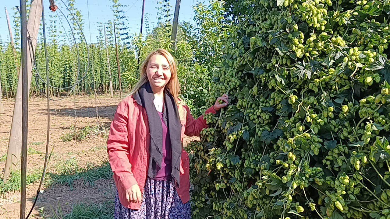 Foto - "Yeşil altın"da hasat başladı! Türkiye’de başka hiçbir yerde yetişmiyor