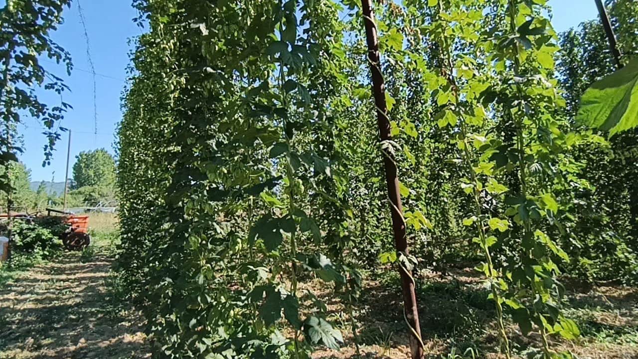 "Yeşil altın"da hasat başladı! Türkiye’de başka hiçbir yerde yetişmiyor