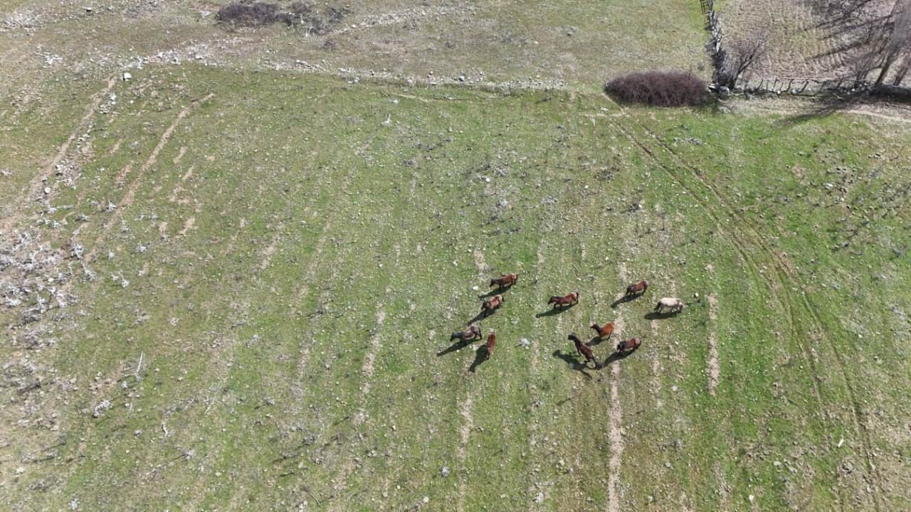 Foto - Yılkı atları baharın gelmesiyle meralarda görülmeye başladı