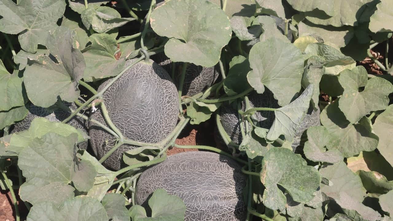 Foto - Yıllar sonra asırlık tatlar sofralara gelmeye başladı: Ata tohumlarıyla bir başarıya imza attı