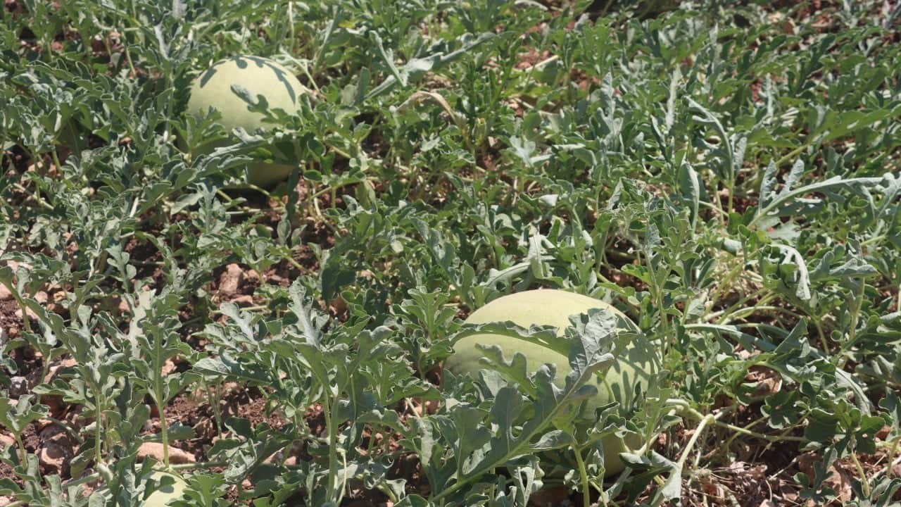 Foto - Yıllar sonra asırlık tatlar sofralara gelmeye başladı: Ata tohumlarıyla bir başarıya imza attı