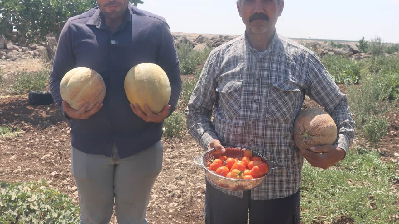 Foto - Yıllar sonra asırlık tatlar sofralara gelmeye başladı: Ata tohumlarıyla bir başarıya imza attı