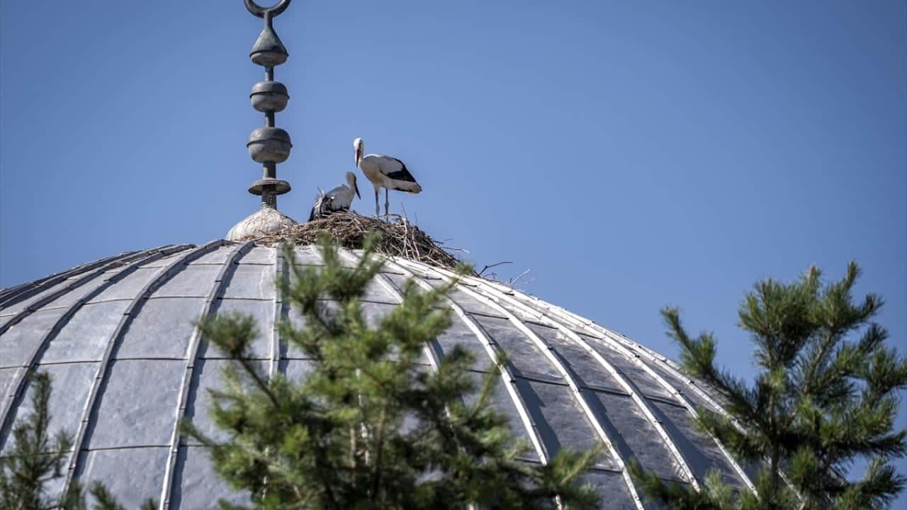 Foto - Yıllardır aynı yere geliyorlar! Cami leyleklere ‘yuva’ oldu
