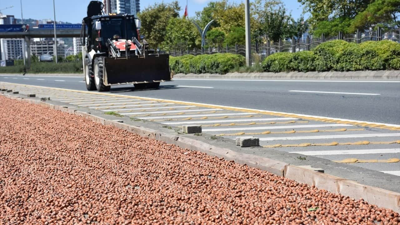 Foto - Yol kenarları işgal altında Karadeniz sahil yolunda fındık mesaisi