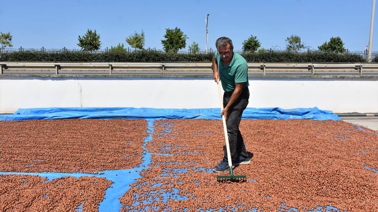 Foto - Yol kenarları işgal altında Karadeniz sahil yolunda fındık mesaisi
