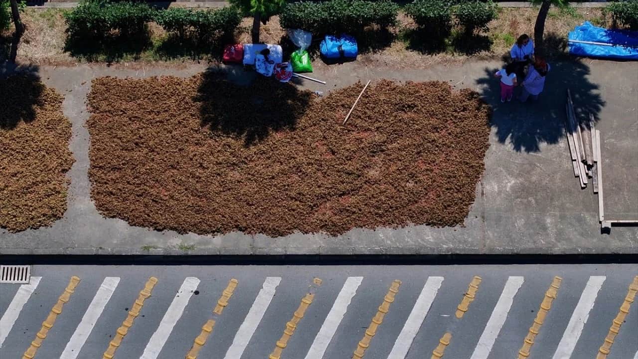 Yol kenarları işgal altında Karadeniz sahil yolunda fındık mesaisi