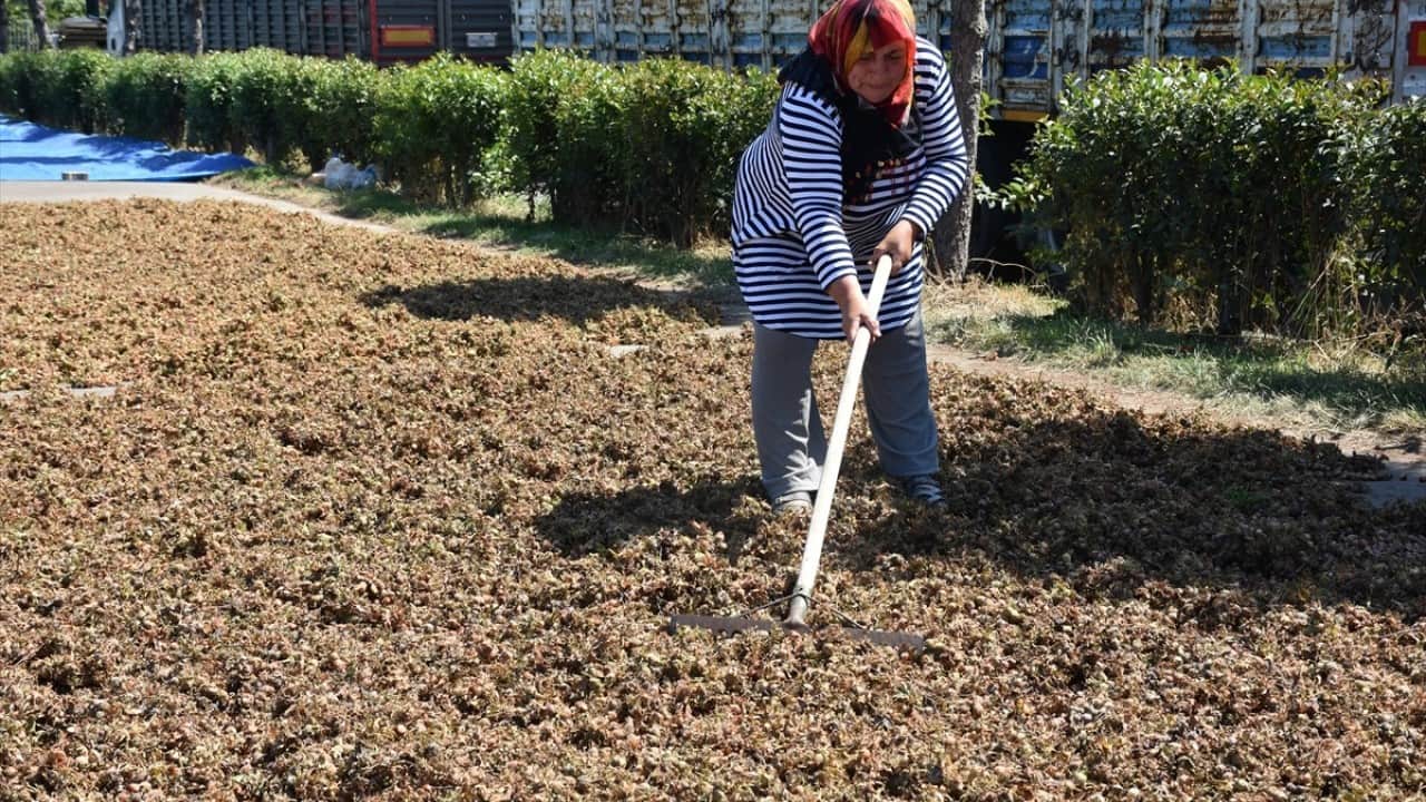 Foto - Yol kenarları işgal altında Karadeniz sahil yolunda fındık mesaisi