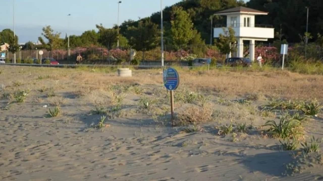 Foto - Yolda karşınıza çıkarsa aman dikkat! Bu bitkiyi koparmanın cezası 700 bin TL