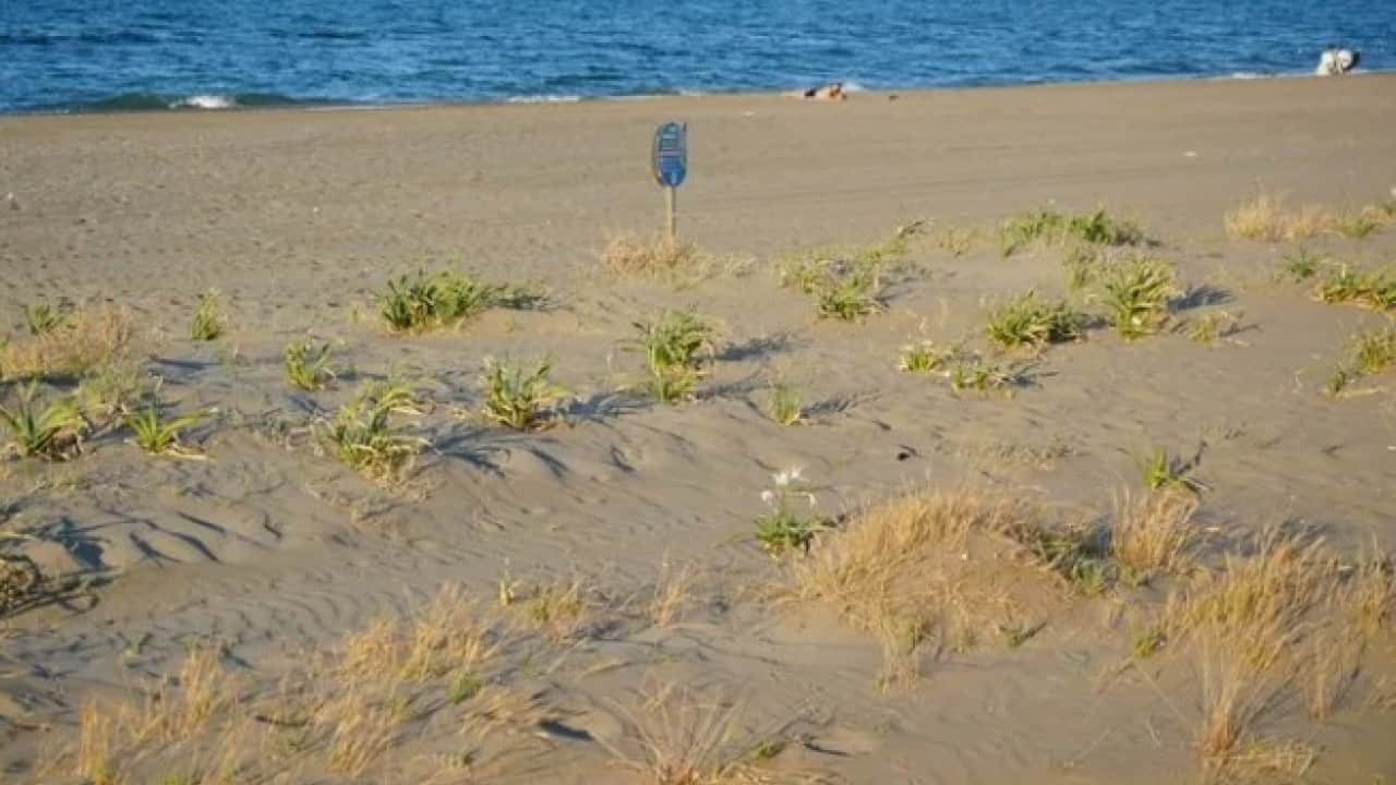Foto - Yolda karşınıza çıkarsa aman dikkat! Bu bitkiyi koparmanın cezası 700 bin TL