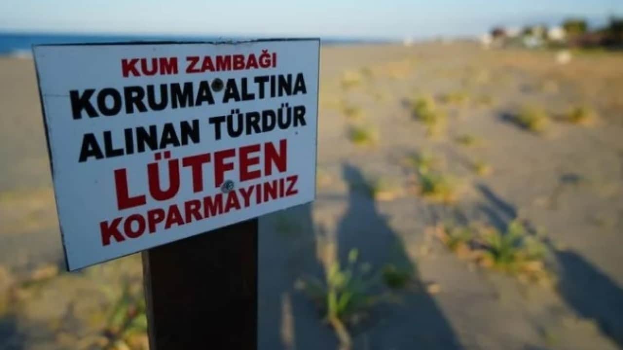Foto - Yolda karşınıza çıkarsa aman dikkat! Bu bitkiyi koparmanın cezası 700 bin TL