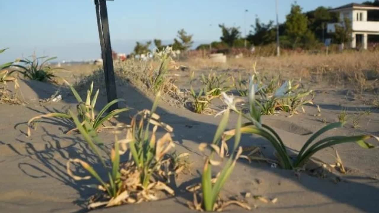 Yolda karşınıza çıkarsa aman dikkat! Bu bitkiyi koparmanın cezası 700 bin TL