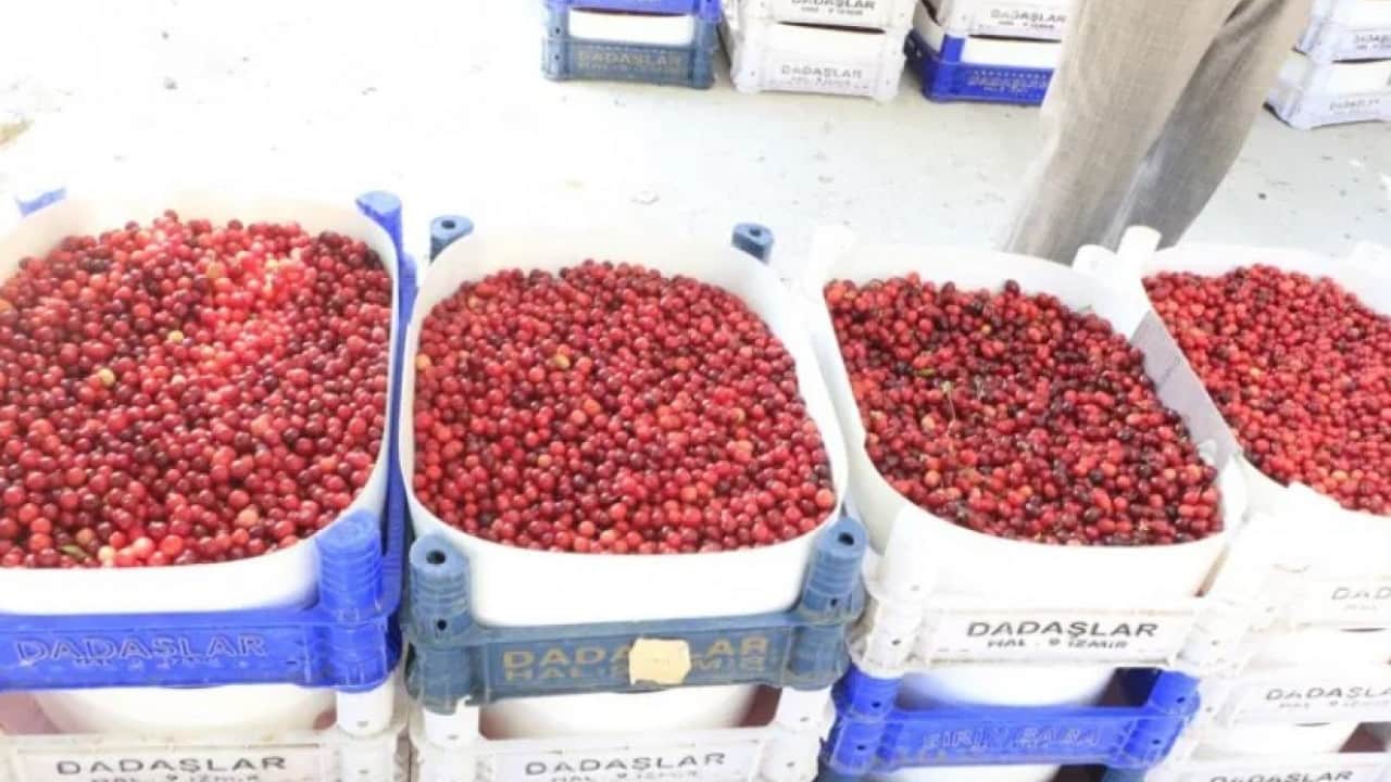 Foto - Yöre halkının "ergen" dediği ürün için hasat mesaisi başladı