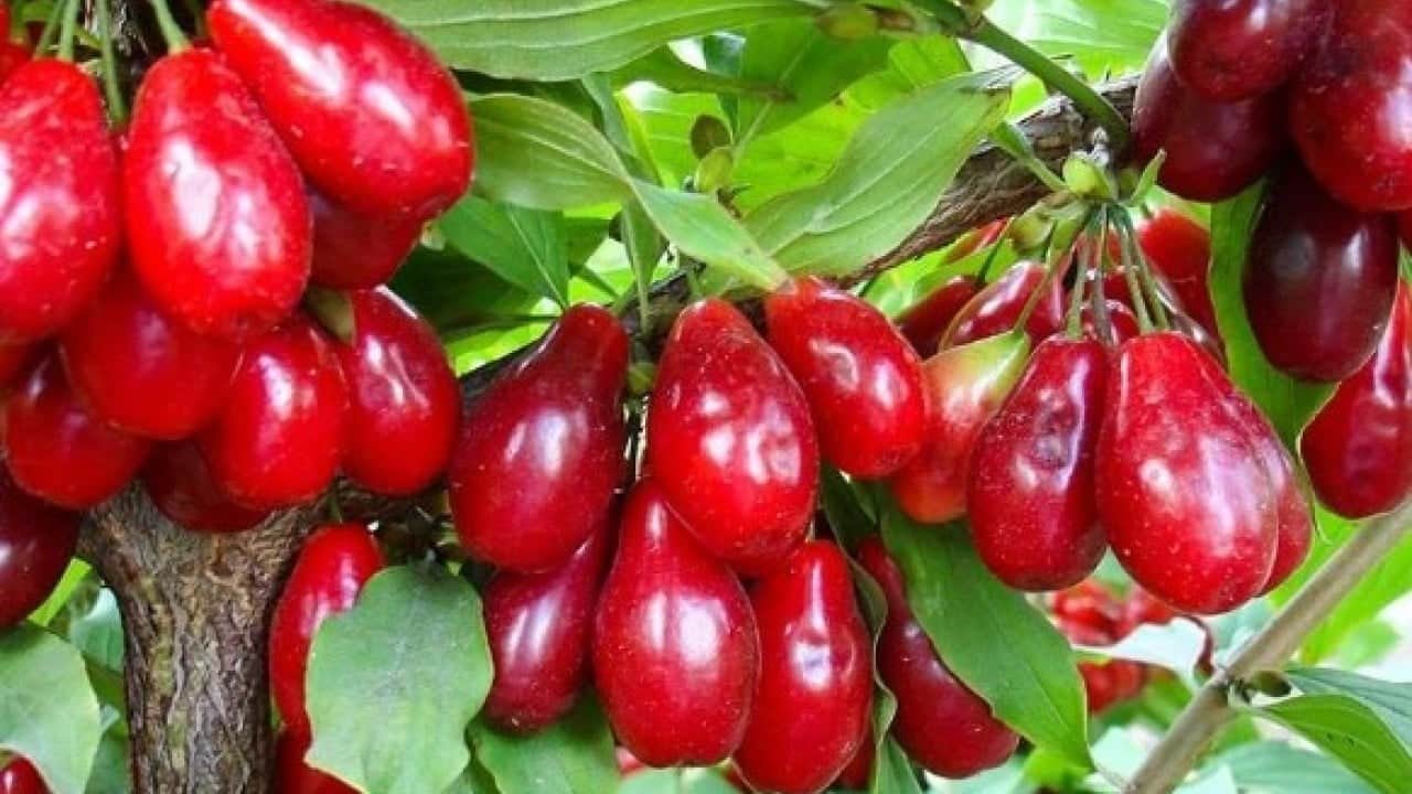 Foto - Yöre halkının "ergen" dediği ürün için hasat mesaisi başladı