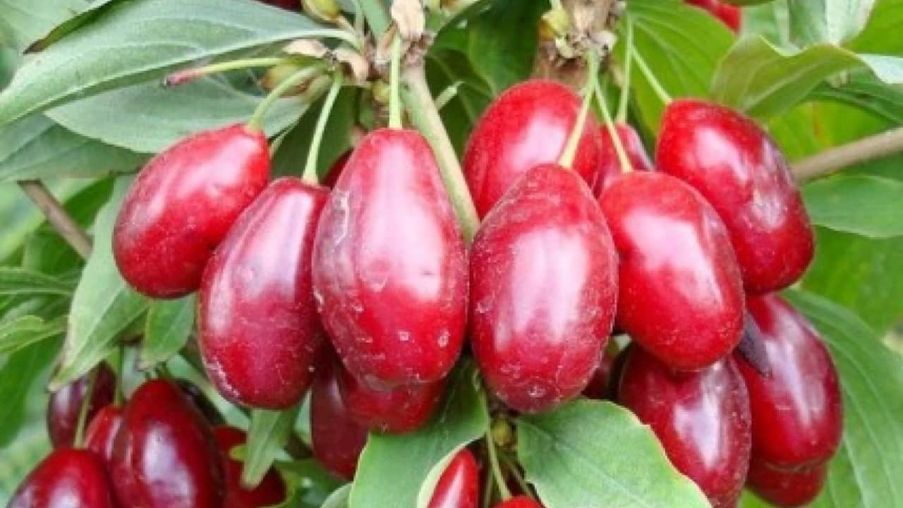 Foto - Yöre halkının "ergen" dediği ürün için hasat mesaisi başladı