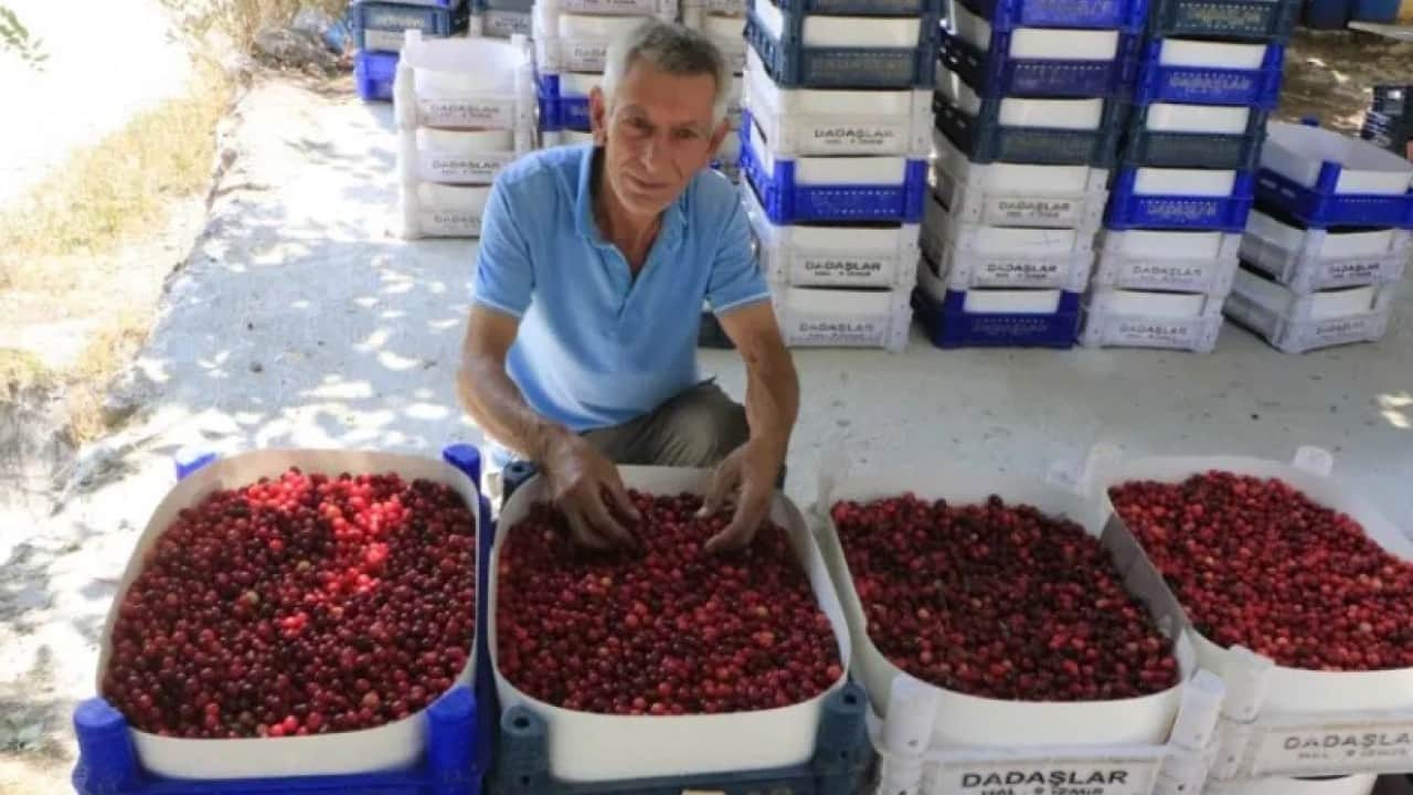 Foto - Yöre halkının "ergen" dediği ürün için hasat mesaisi başladı