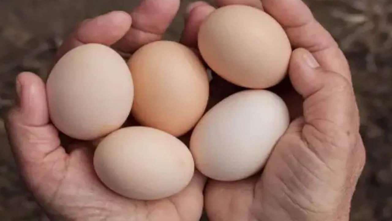 Foto - Yumurta alırken çoğu kişi farkına bile varmıyor: Kolideki bu işareti görürseniz sakın ha sakın almayın