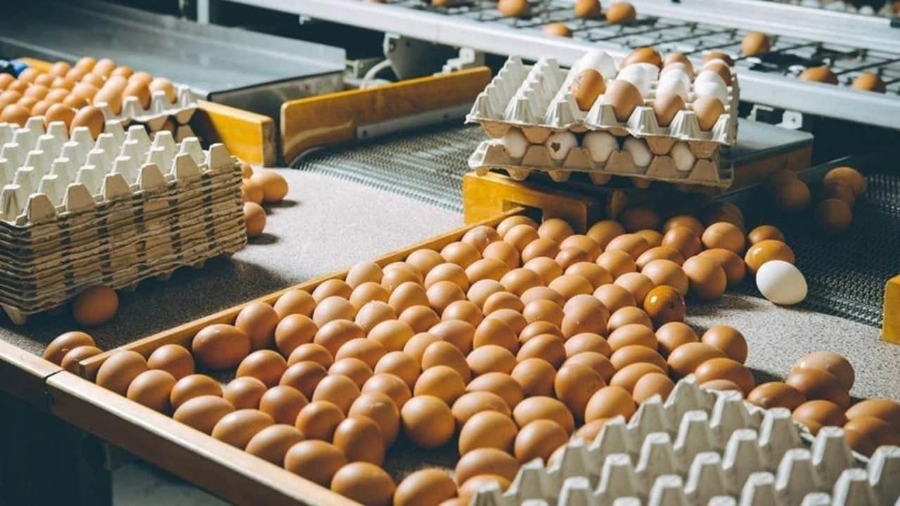 Foto - Yumurta alırken çoğu kişi farkına bile varmıyor: Kolideki bu işareti görürseniz sakın ha sakın almayın