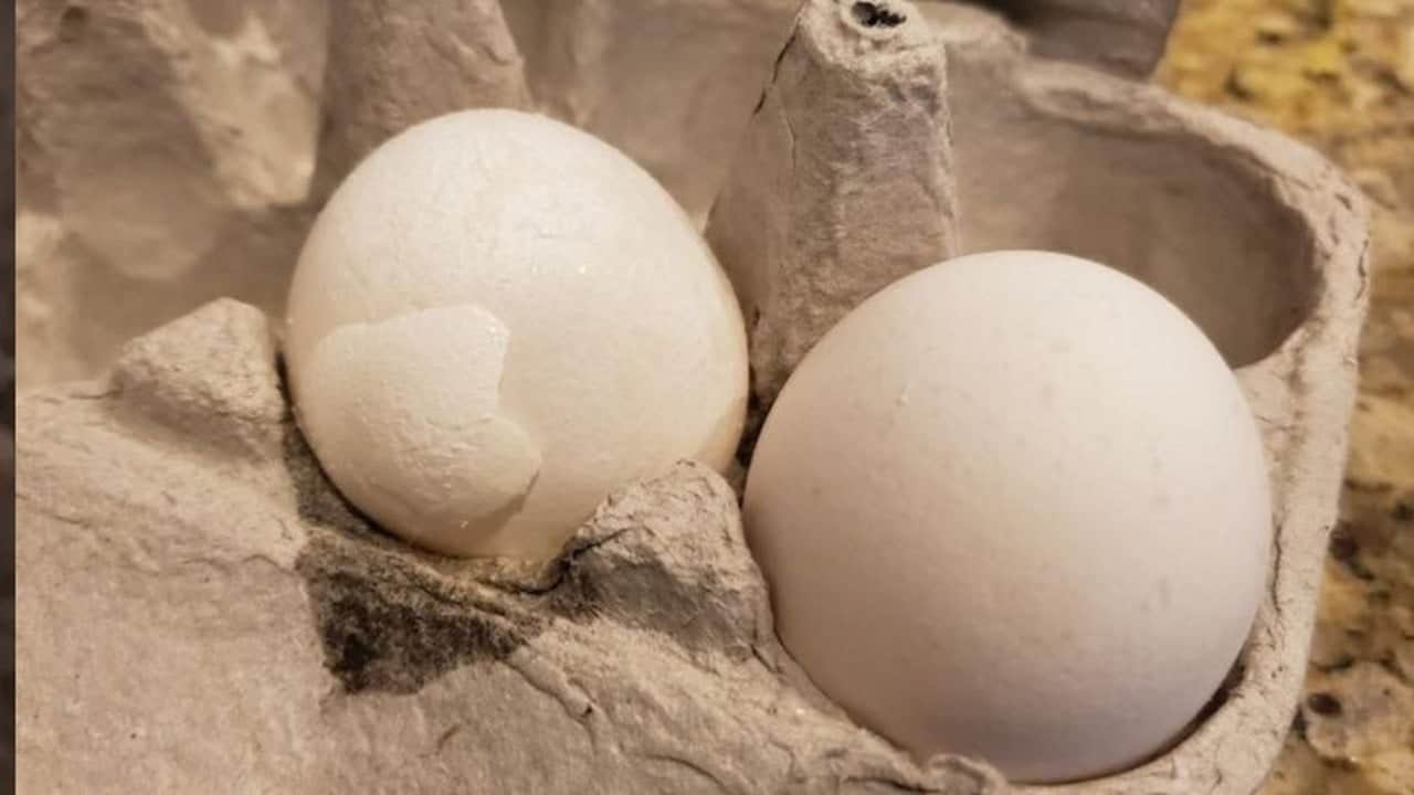 Foto - Yumurta alırken çoğu kişi farkına bile varmıyor: Kolideki bu işareti görürseniz sakın ha sakın almayın