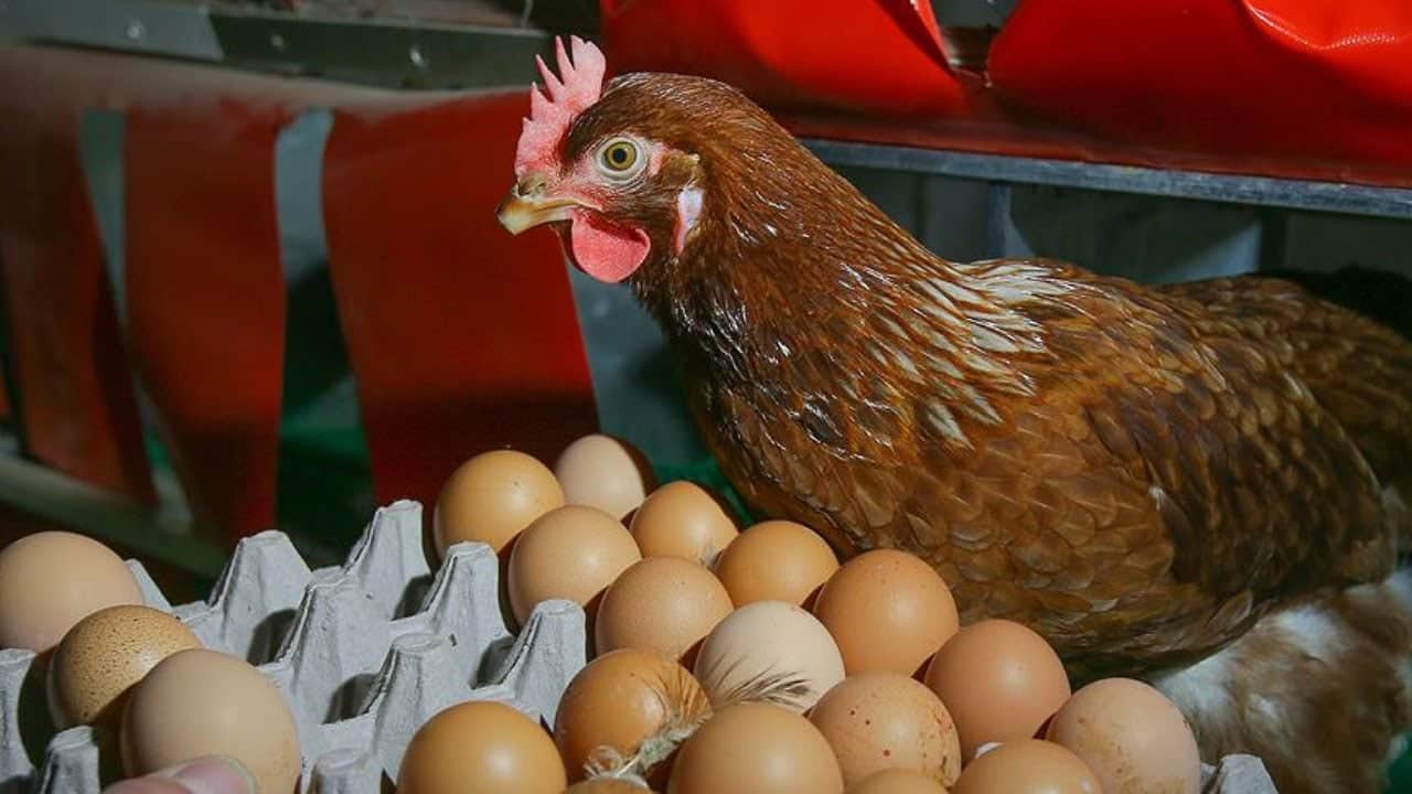 Foto - Yumurta ve Tavuk eti üretiminde artış... İlişkin yeni verileri TÜİK açıkladı