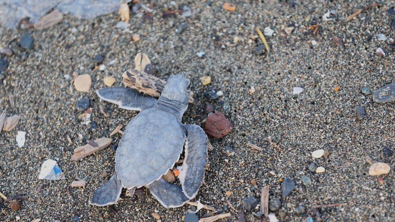 Foto - Yumurtalarından çıktılar! Yavru kaplumbağalar Akdeniz'in mavi sularıyla buluştu