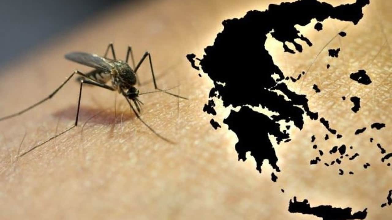 Foto - Yunanistan’da Batı Nil virüsünün yayılım alanı genişliyor
