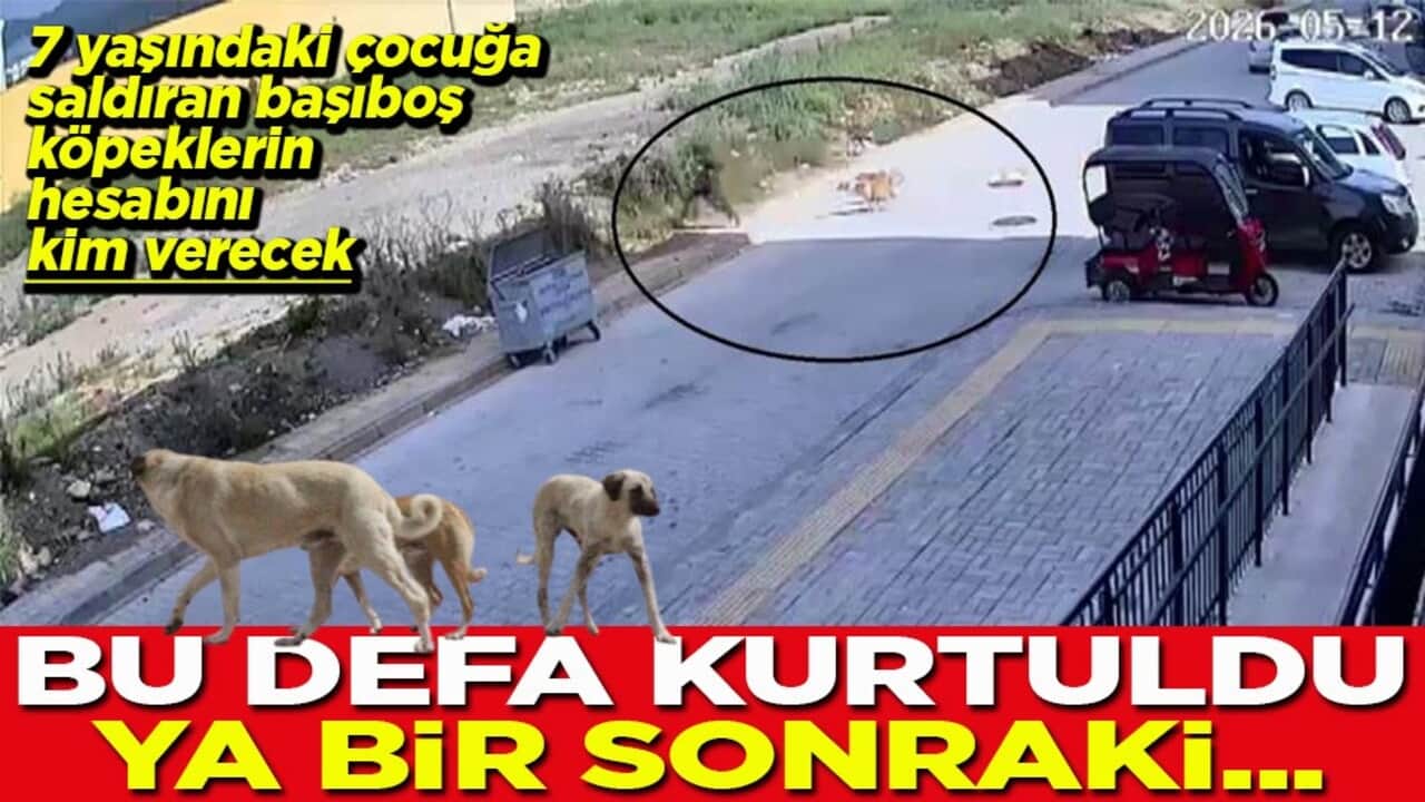 7 yaşındaki çocuğa saldıran başıboş köpeklerin hesabını kim verecek Bu defa kurtuldu ya bir sonraki