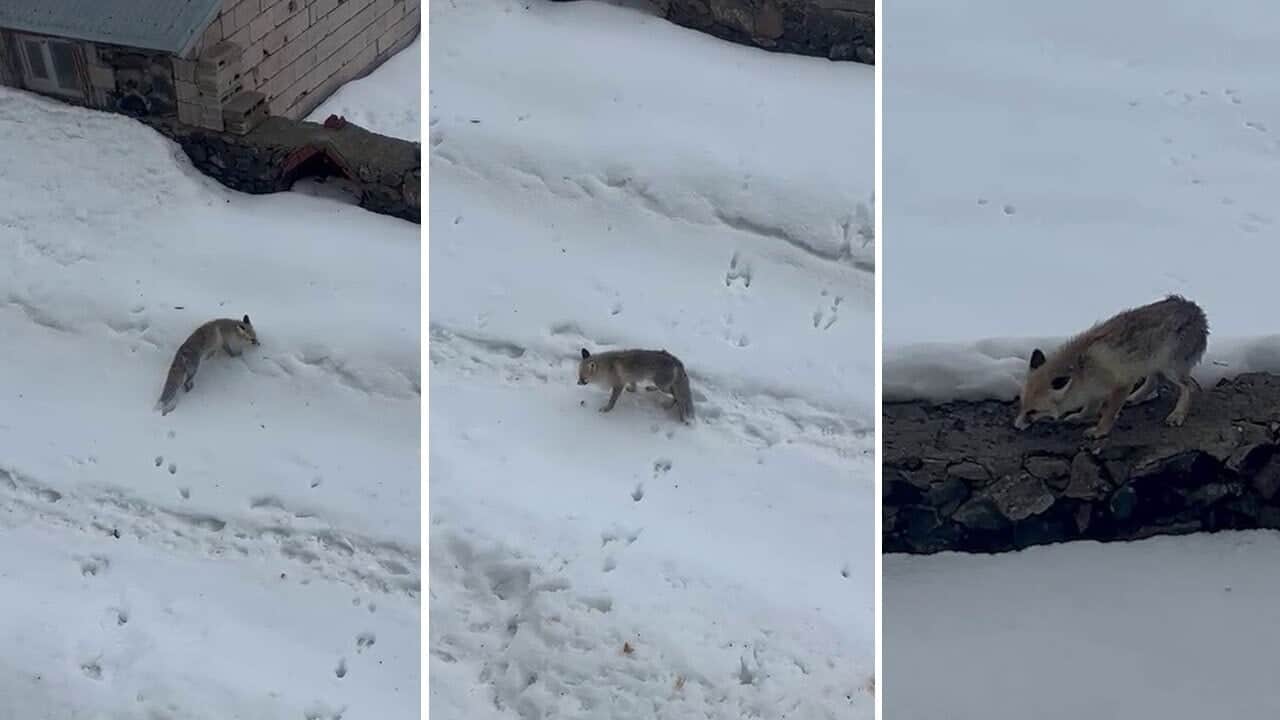 Aç kalıp kapıya gelen tilkiyi elleriyle besledi