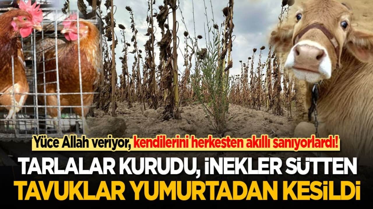Allah veriyor, kendilerini herkesten akıllı sanıyorlardı! Tarlalar kurudu, inekler sütten tavuklar yumurtadan kesildi