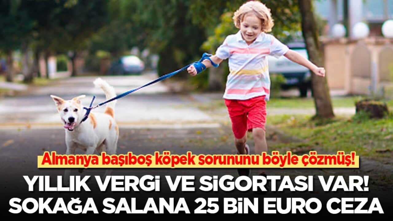 Almanya başıboş köpek sorununu böyle çözmüş! Yıllık vergi ve sigortası var! Sokağa salanlara 25 bin Euro ceza