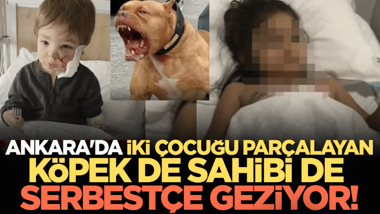 Ankara'da iki çocuğu parçalayan köpek de sahibi de serbestçe geziyor!