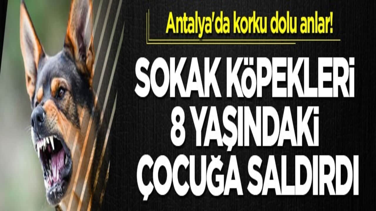 Antalya'da korku dolu anlar! Sokak köpekleri 8 yaşındaki çocuğa saldırdı