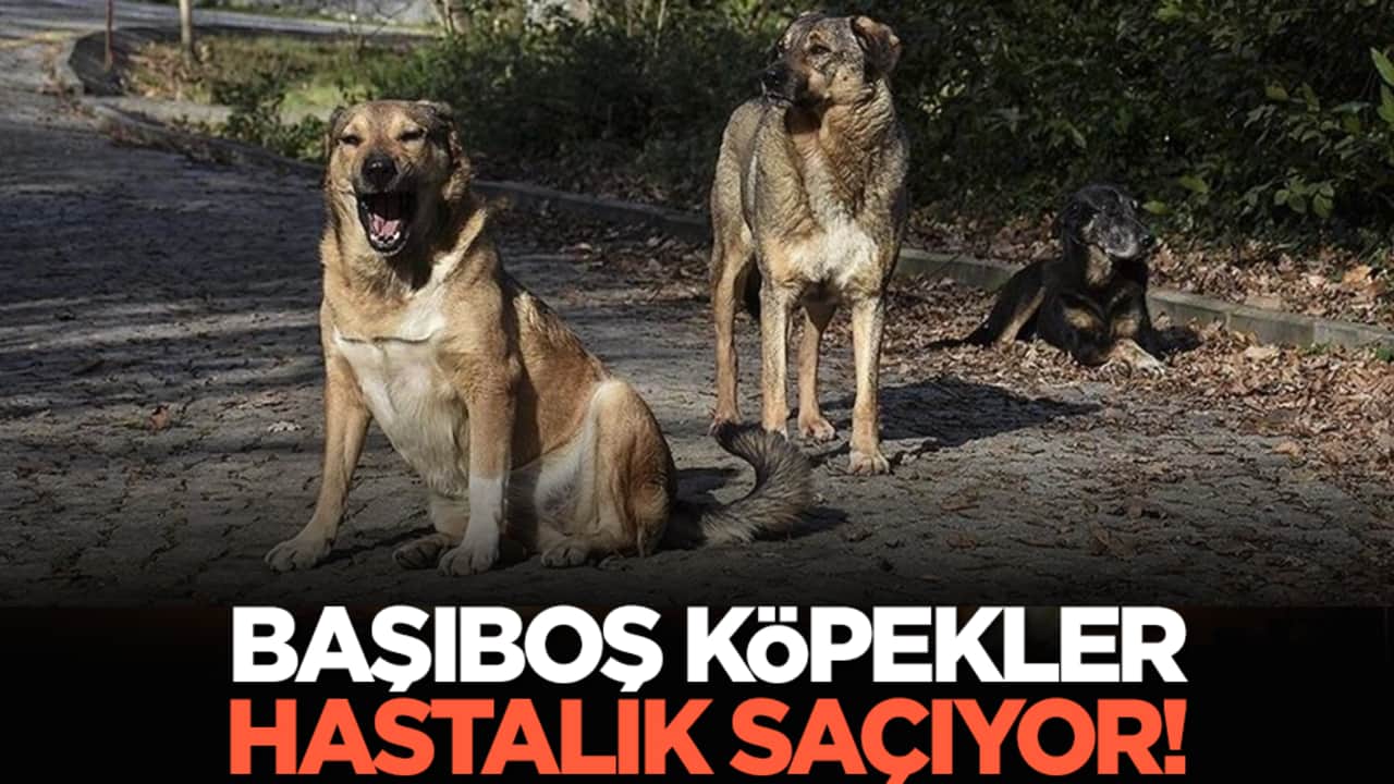Başıboş köpekler hastalık saçıyor!