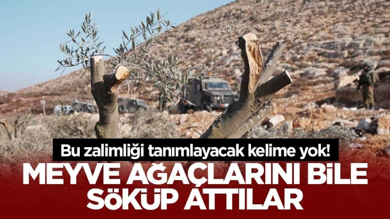 Bu zalimliği tanımlayacak kelime yok! Meyve ağaçlarını bile söküp attılar