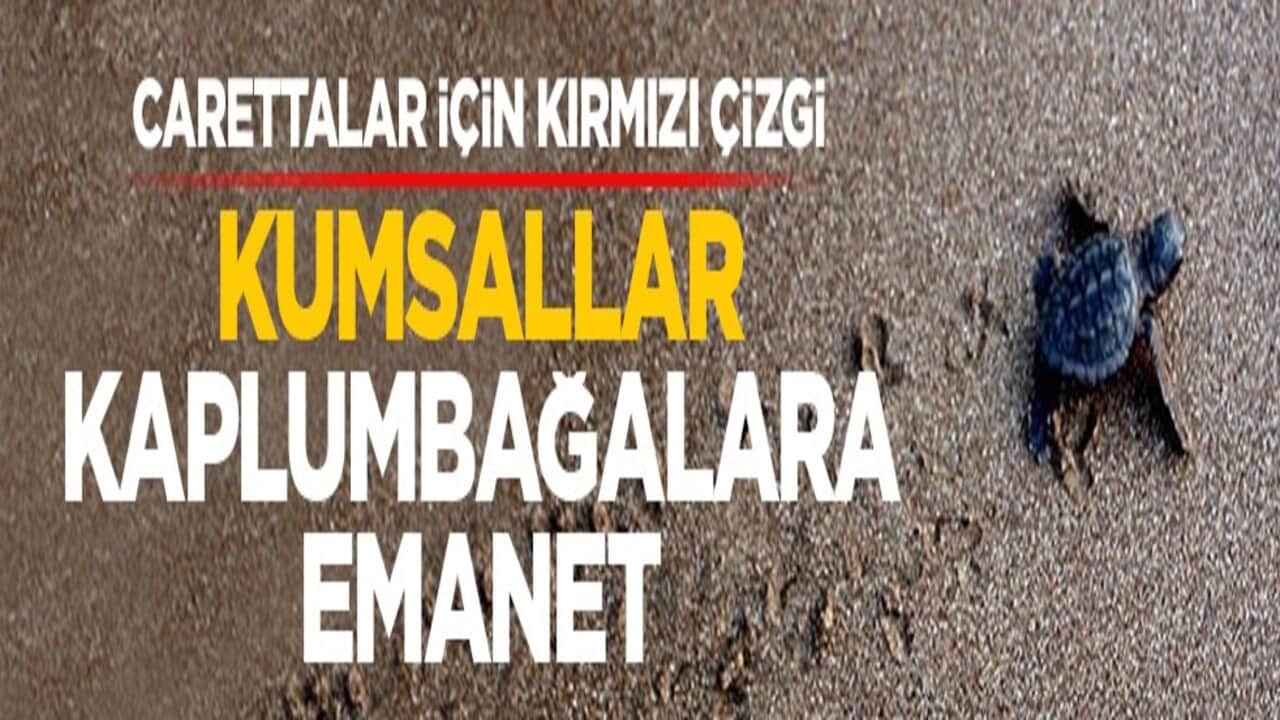 Carettalar için kırmızı çizgi: Kumsallar kaplumbağalara emanet