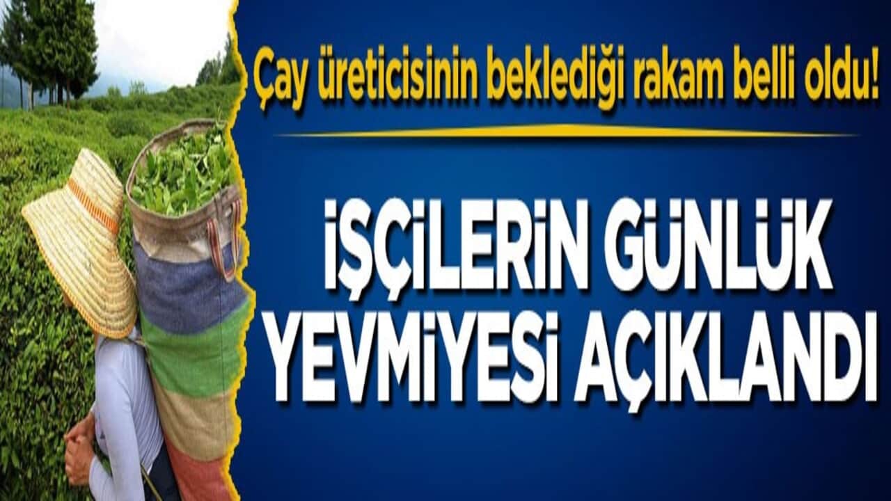 Çay üreticisinin beklediği rakam belli oldu! İşçilerin günlük yevmiyesi açıklandı