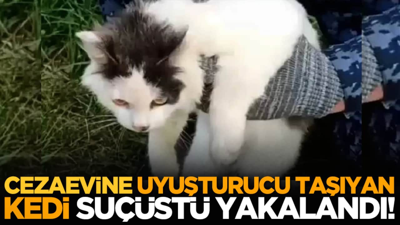 Cezaevine uyuşturucu taşıyan kedi suçüstü yakalandı!