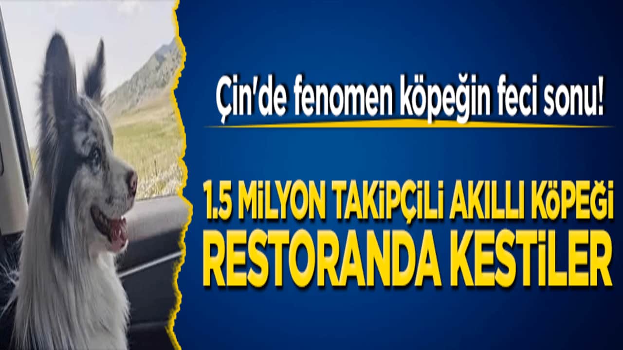 Çin'de fenomen köpeğin feci sonu! 1.5 milyon takipçili akıllı köpeği restoranda kestiler!