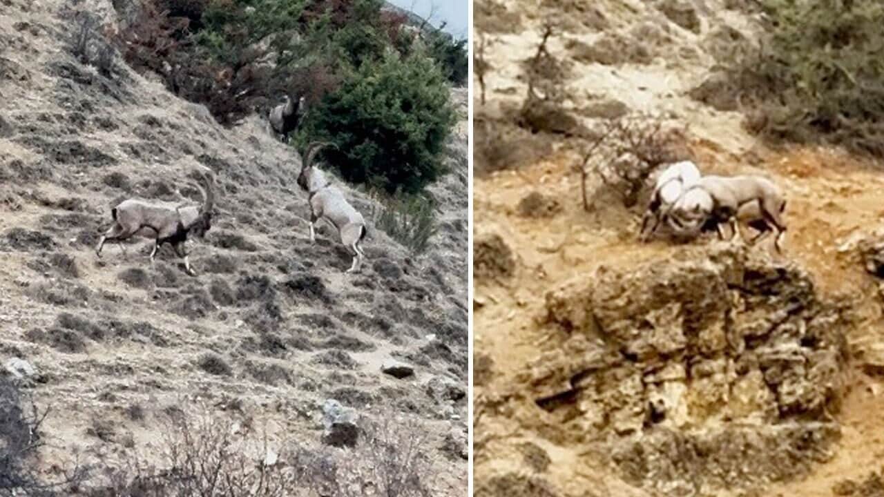 Dağ keçilerinin liderlik kavgası