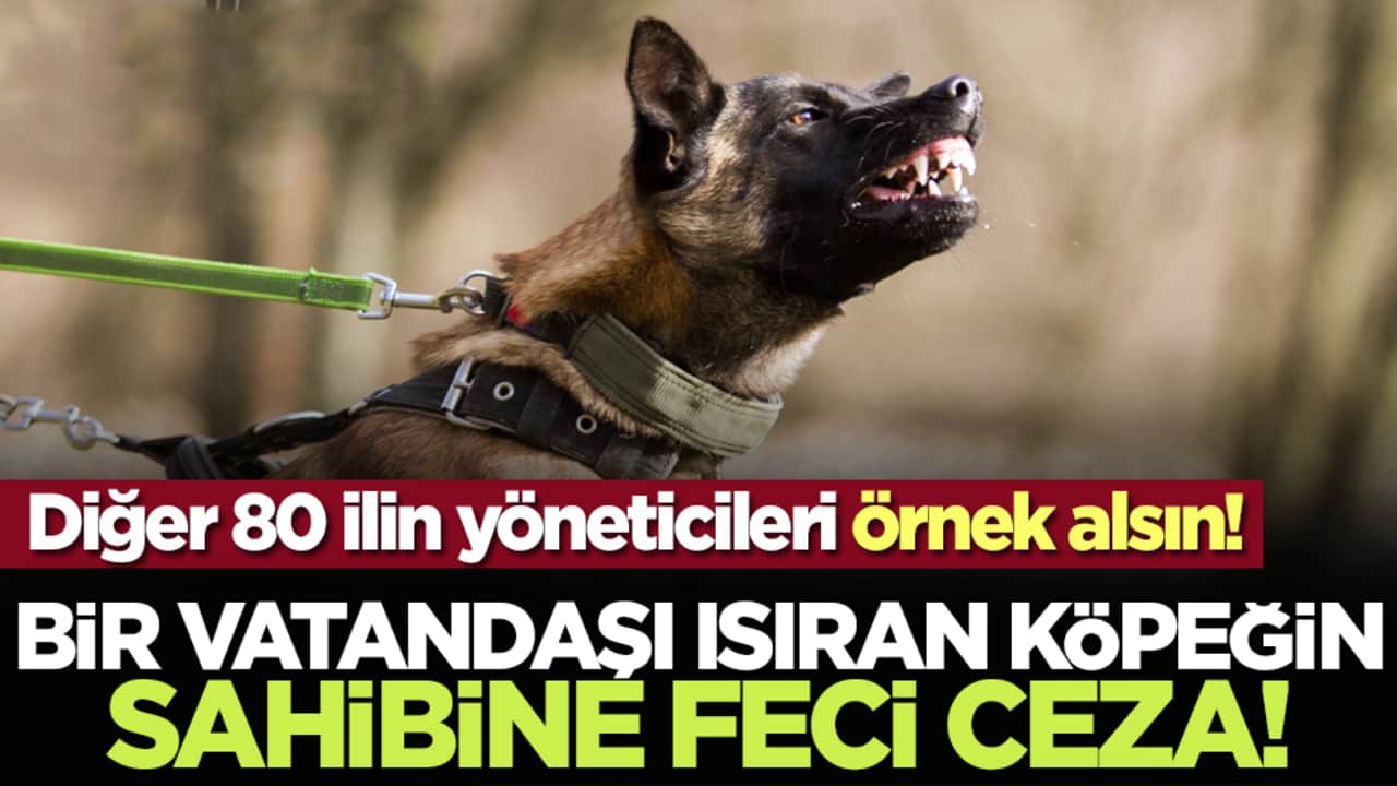 Diğer 80 ilin yöneticileri örnek alsın! Bir vatandaşı ısıran köpeğin sahibine feci ceza!