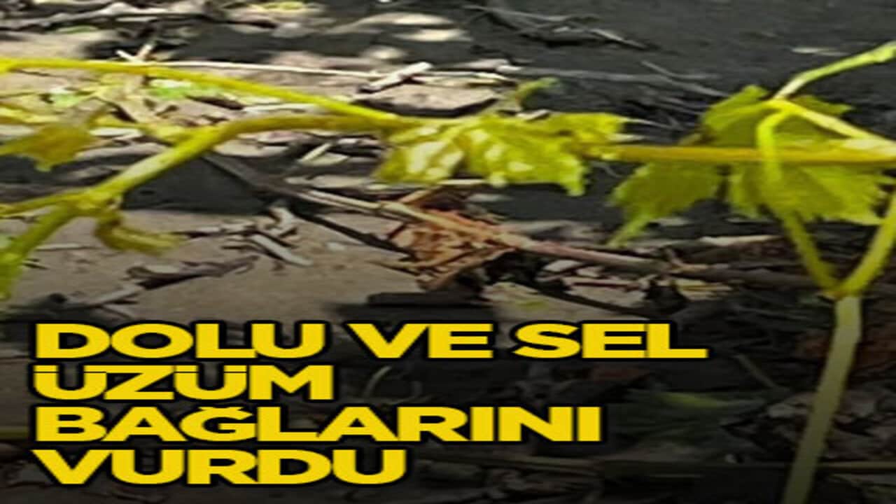 Dolu ve sel üzüm bağlarını vurdu