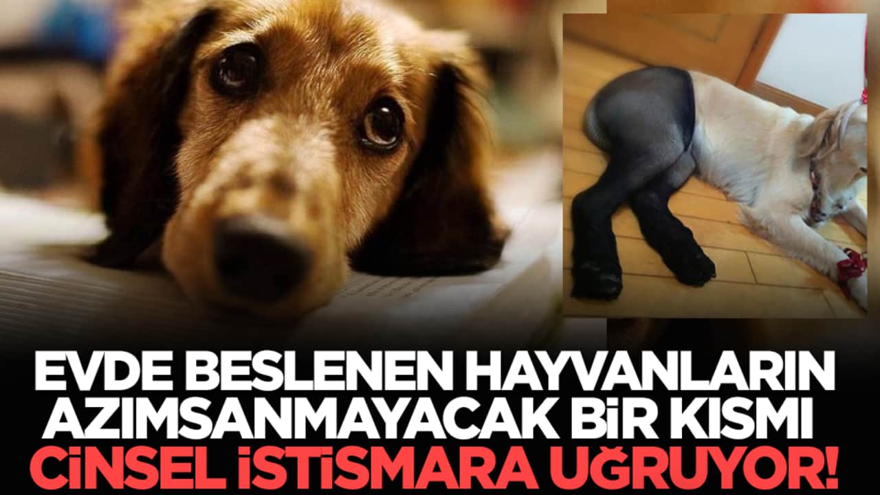 Evde beslenen hayvanların azımsanmayacak bir kısmı cinsel istismara uğruyor!