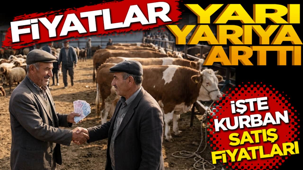 Fiyatlar yarı yarıya arttı: İşte büyükbaş ve küçükbaş kurban satış fiyatları