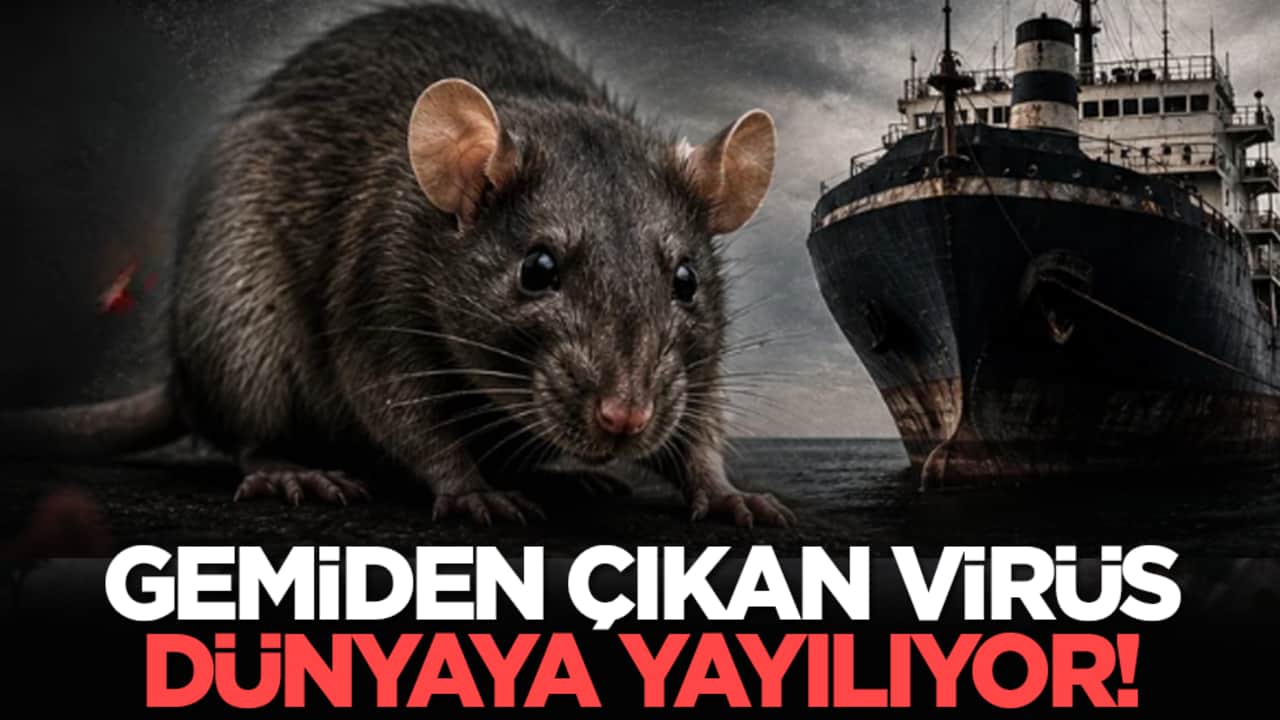 Gemiden çıkan virüs dünyaya yayılıyor!