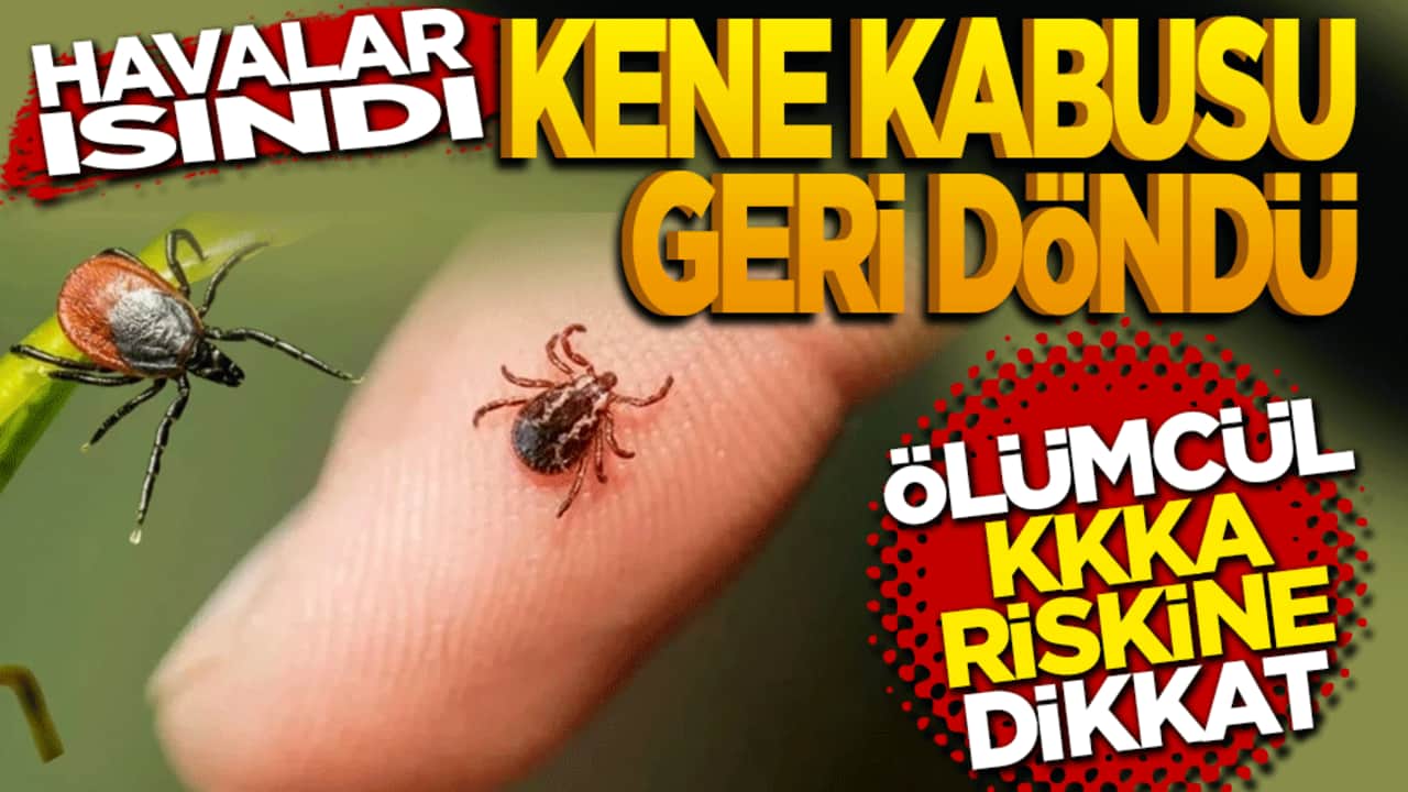 Havalar ısındı, kene kabusu geri döndü: Ölümcül KKKA riskine karşı uzman uyarısı