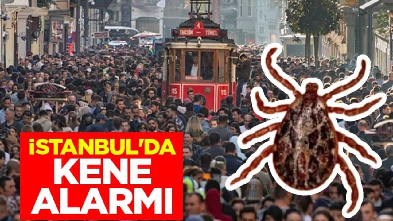 İstanbul'da kene alarmı