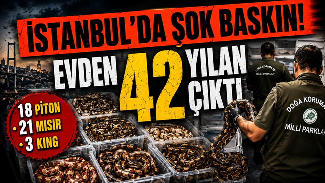 İstanbul'da Şok Baskın! Evden 42 Yılan Çıktı