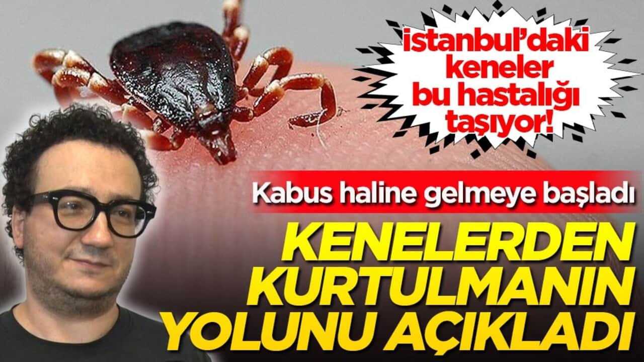 Kabus haline gelmeye başladı… İstanbul’daki keneler bu hastalığı taşıyor! Oytun Erbaş kenelerden kurtulmanın yolunu açıkladı
