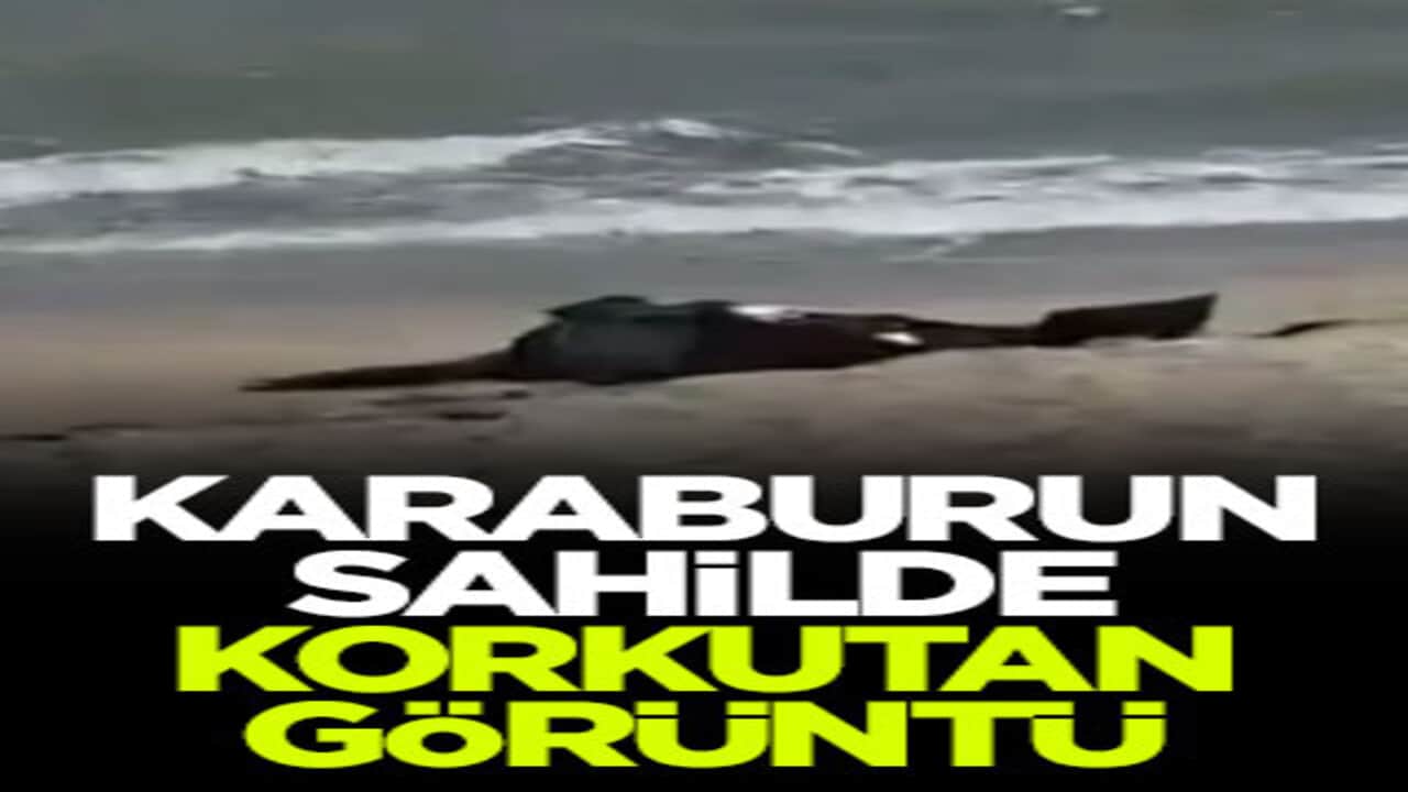 Karaburun sahilde korkutan görüntü! Kıyıya vurmuş halde bulundu