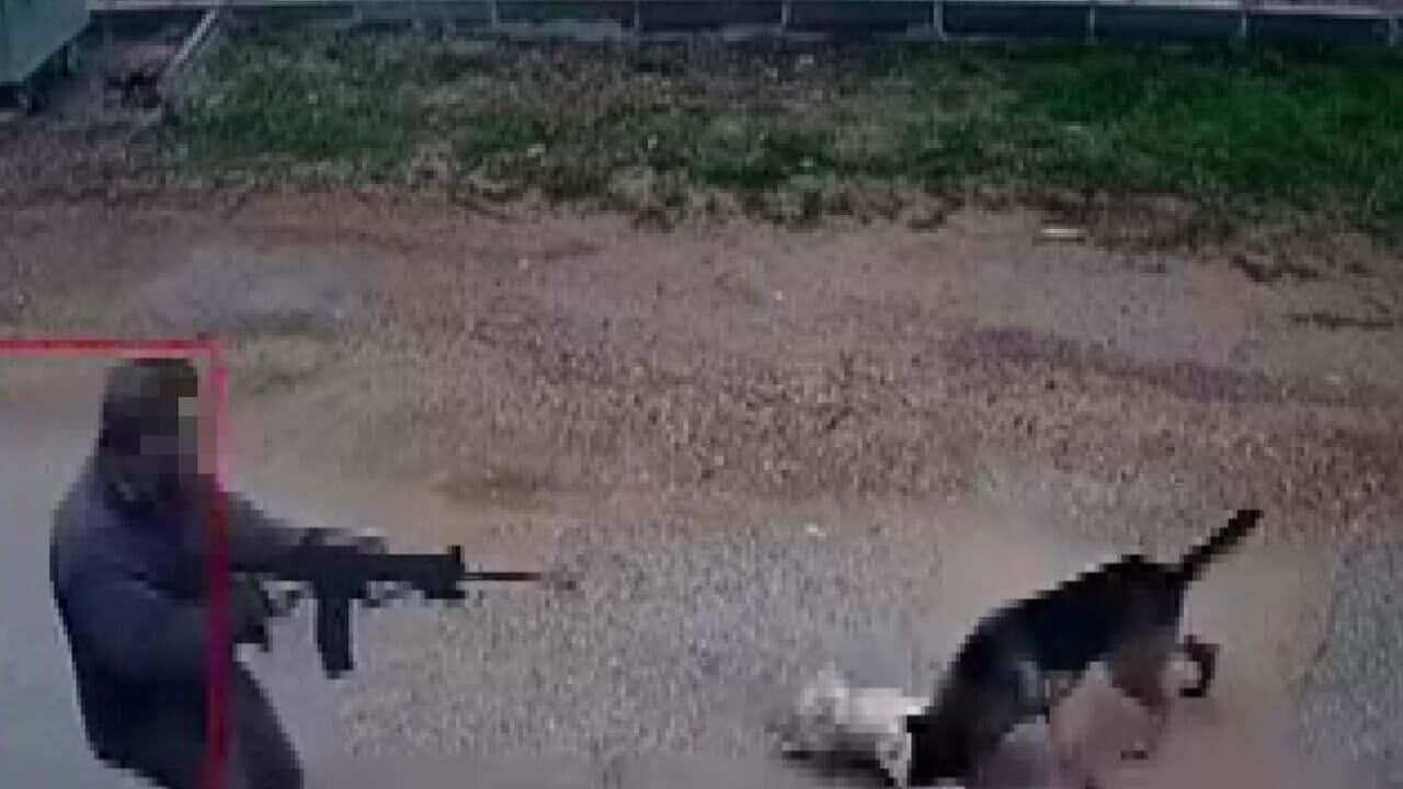Kavga eden köpekleri izledi! Ardından tüfekle peş peşe ateş edip öldürdü