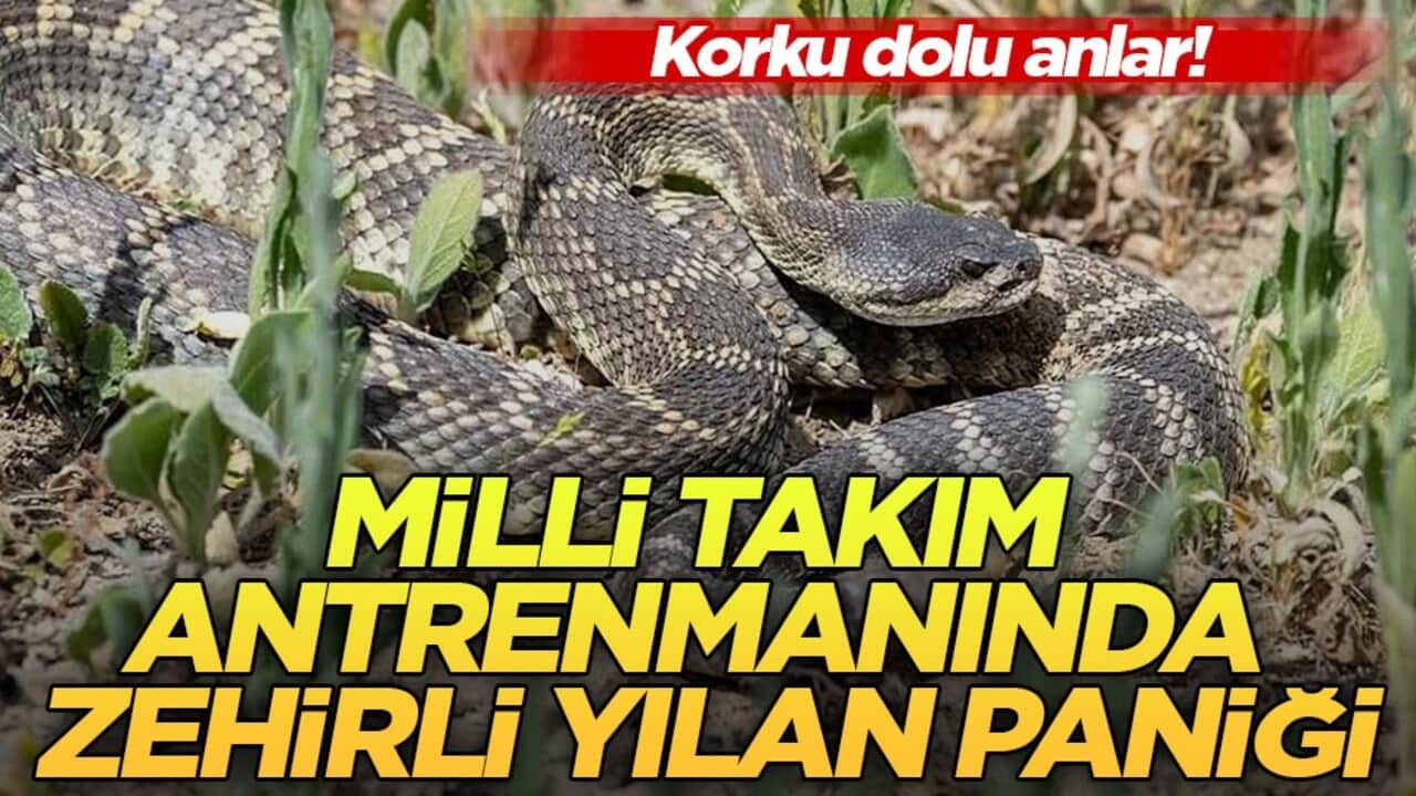 Korku dolu anlar! Milli Takım antrenmanında zehirli yılan paniği